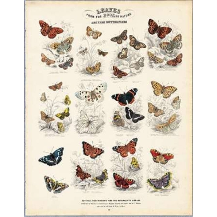 British Butterflies Poster Print by WH Lizars Image 1