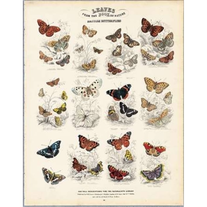 British Butterflies Poster Print by WH Lizars Image 1