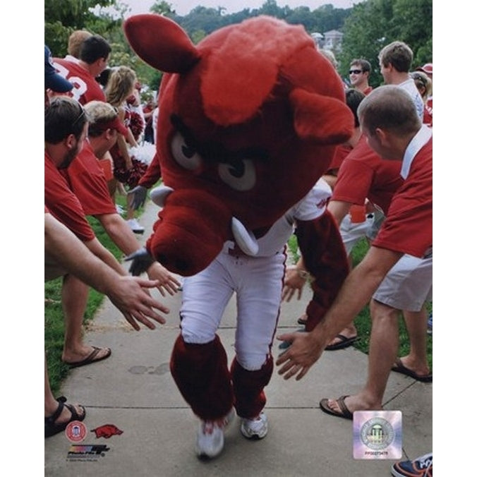 The University of Arkansas Razorbacks Mascot 2008 Sports Photo Image 1