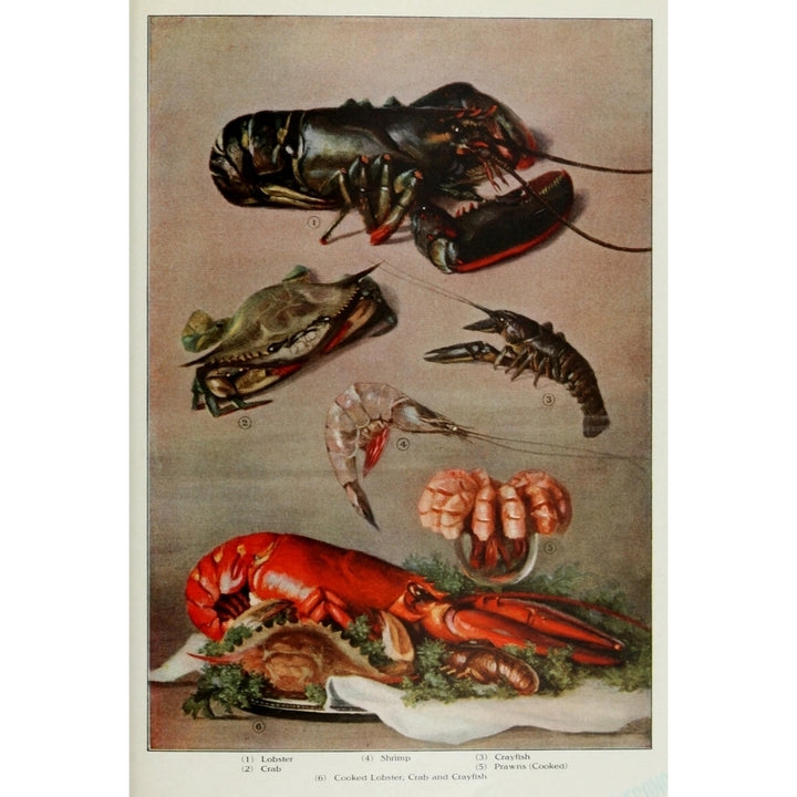 The Grocers Encyclopedia 1911 Lobster Crab and Crayfish Poster Print Image 2