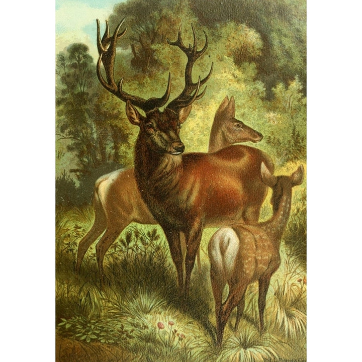 Prang Animate Creation 1898 Stag or Red Deer Poster Print Image 1