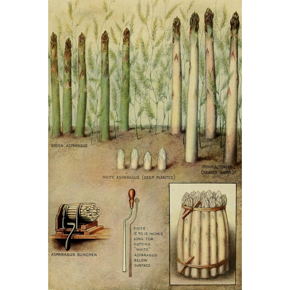 The Grocers Encyclopedia 1911 Asparagus Poster Print Image 2