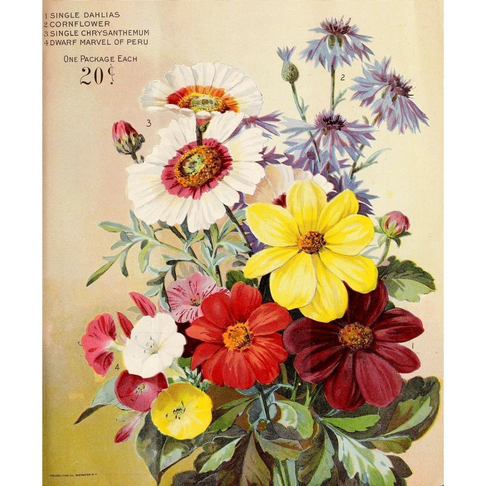 Wm. Elliott and Sons Catalogue 1898 Flowers Poster Print Image 2