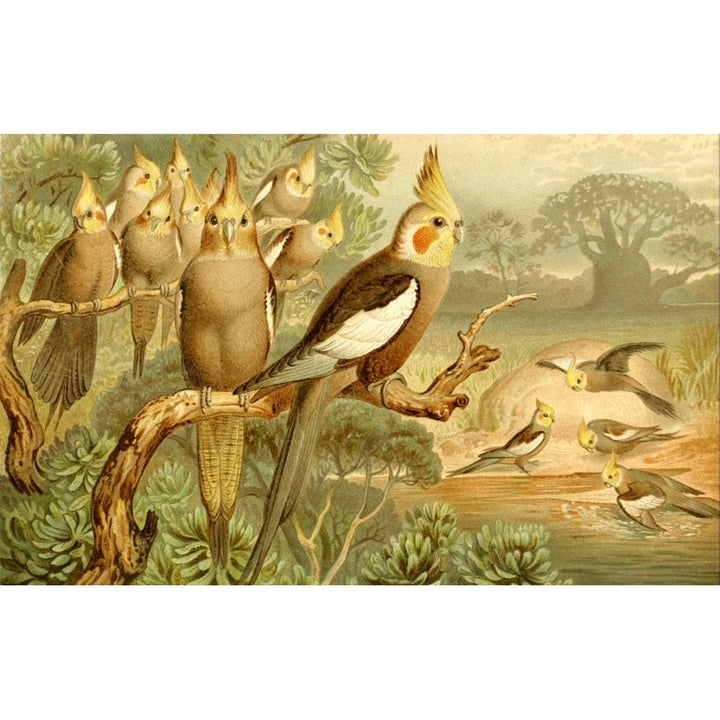 Brehms Tierleben 1900 Cockatiel Poster Print by Unknown Image 1