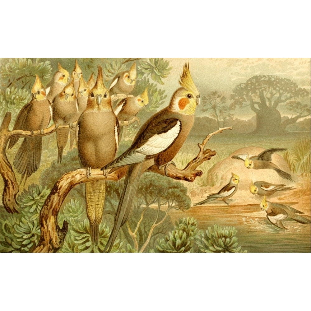 Brehms Tierleben 1900 Cockatiel Poster Print by Unknown Image 2