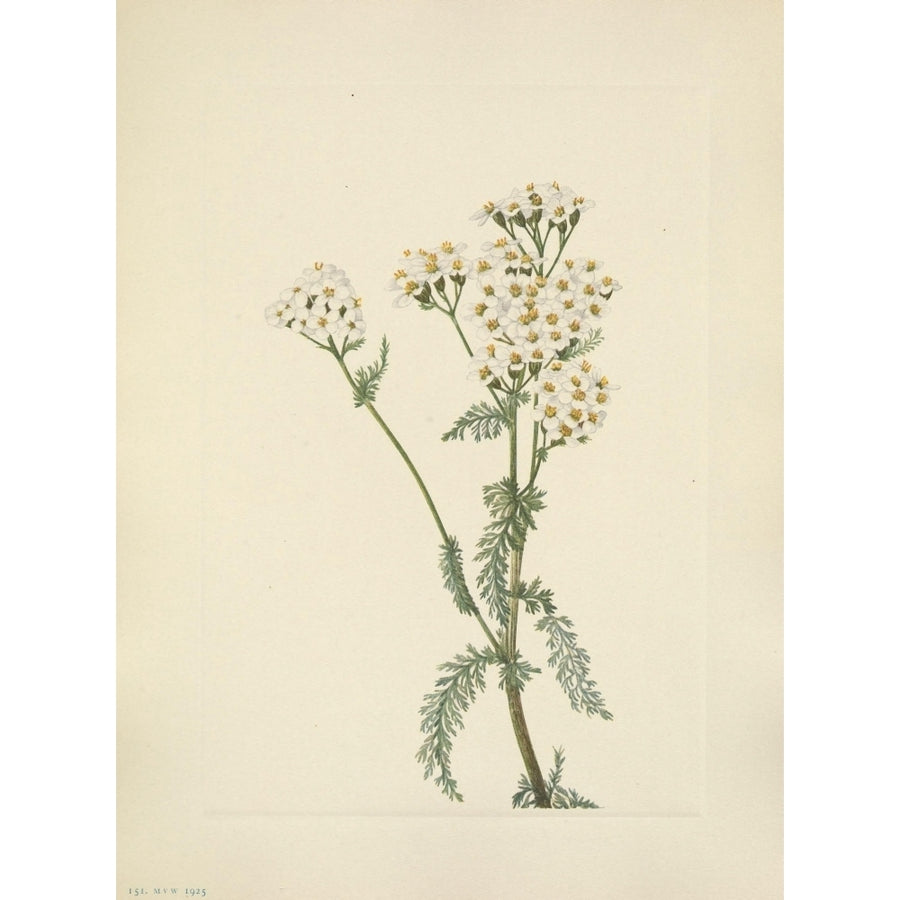 N. American Wild Flowers 1925 Western Yarrow Poster Print by Mary V. Walcott Image 1