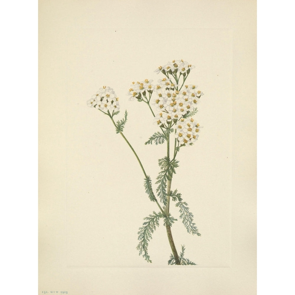 N. American Wild Flowers 1925 Western Yarrow Poster Print by Mary V. Walcott Image 2