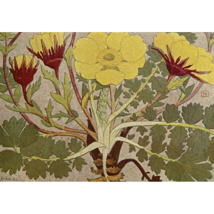 Alpine Flora 1911 Geum Reptans Poster Print by Philippe Robert Image 1