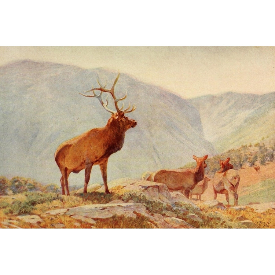 Mammals of America 1917 Bull Elk Poster Print by Carl Rungius Image 1