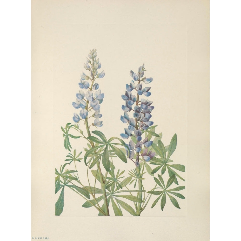 N. American Wild Flowers 1925 Sundial Lupine Poster Print by Mary V. Walcott Image 2