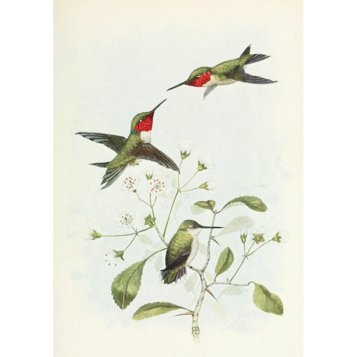 Bird-Lore 1922 Ruby-throated Hummingbird Poster Print by Unknown Image 1