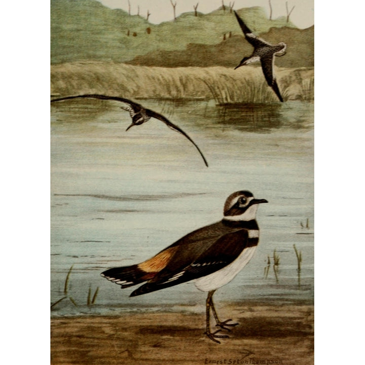 Bird Life 1901 Sandpiper Killdeer Poster Print by Ernest T. Seton Image 2