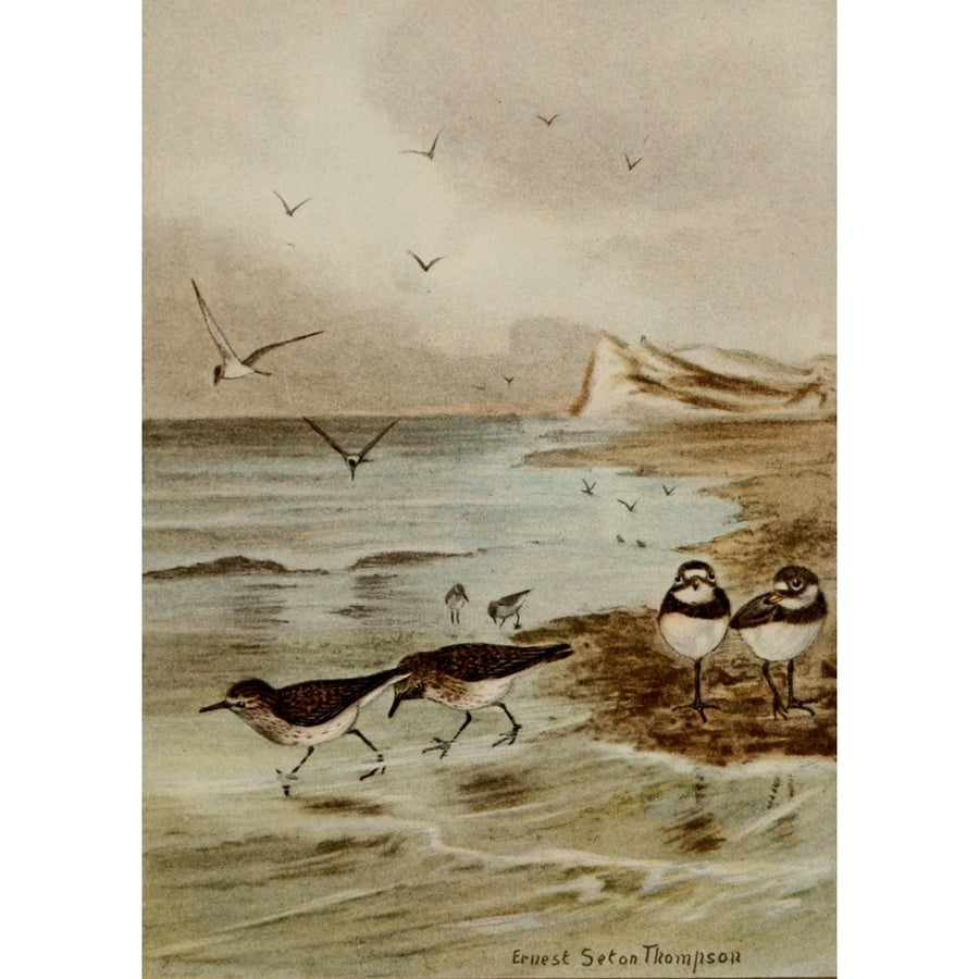 Bird Life 1901 Tern Sandpiper Plover Poster Print by Ernest T. Seton Image 1