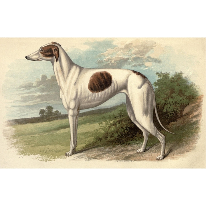 The Greyhound 1887 Greyhound Poster Print by Unknown Image 1