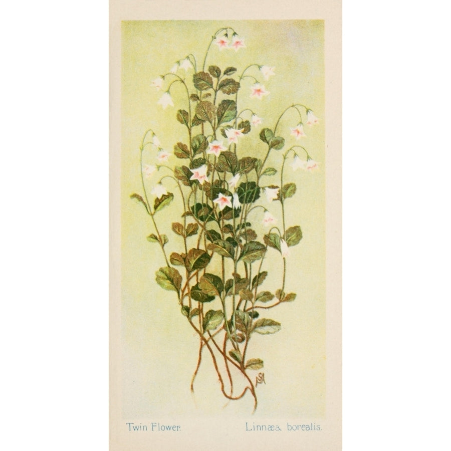 American Wild Flowers 1902 Twin Flower Poster Print by F. S-Mathews Image 1