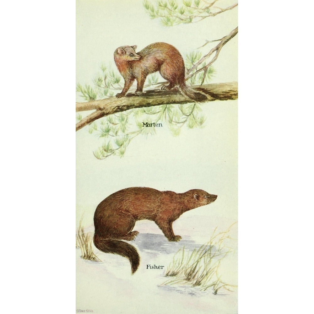 North American Mammals 1928 Marten and Fisher Poster Print by Olive Otis Image 2