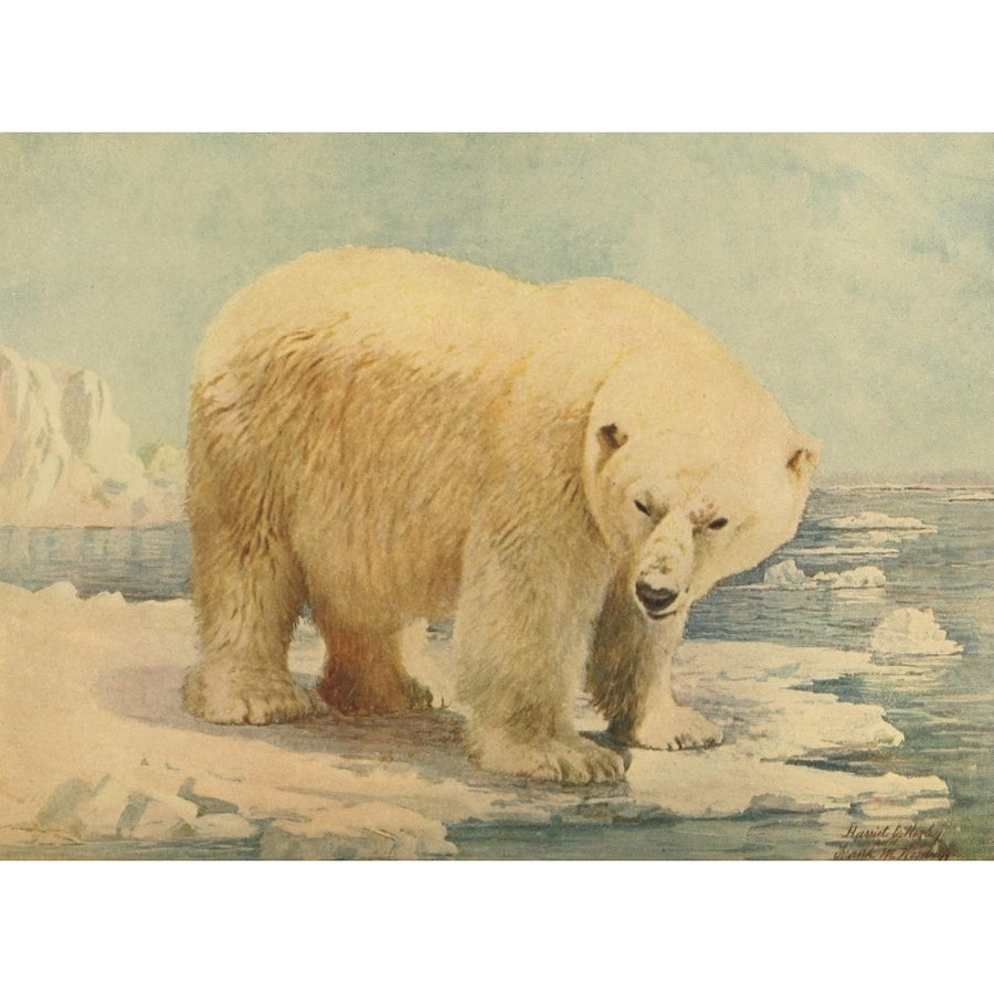 Unknown artist Birds and Nature 1899-1905 Polar Bear Poster Print by Unknown artist Image 1