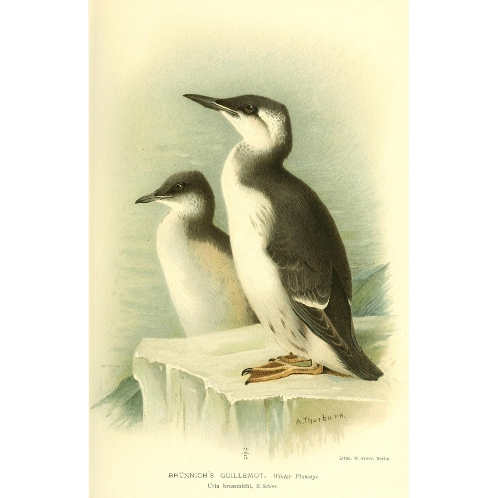 Birds of the British Islands 1885 Guillemot Brunnichs Image 1