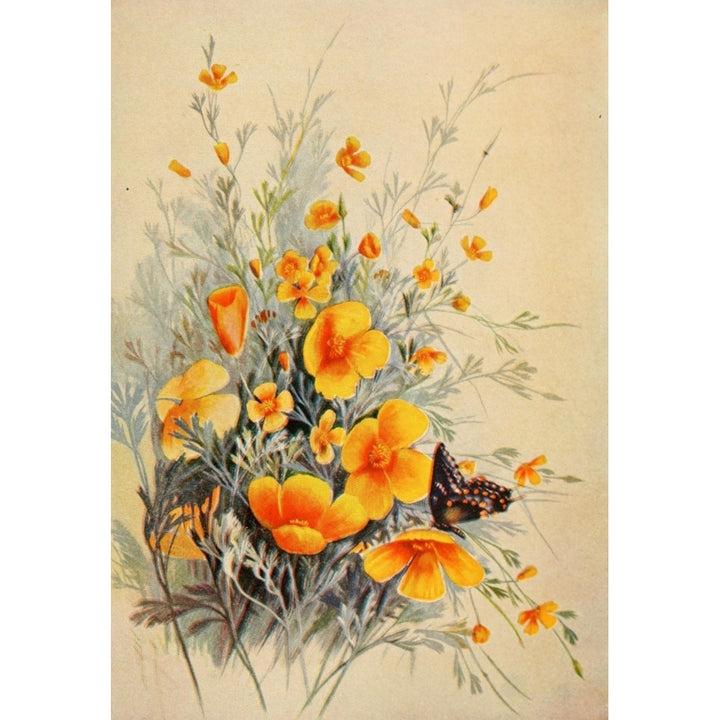 Guide to the Wild Flowers 1899 California Poppy Poster Print by Ellis Rowan Image 2