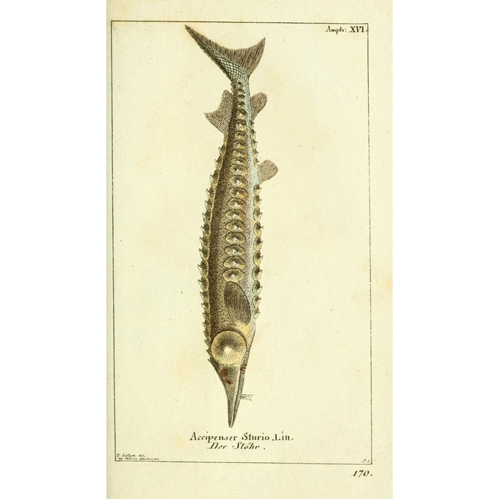 Naturgeschichte des Thierreichs 1780 European Sea Sturgeon Poster Print by Daniel Sotzmann Image 1