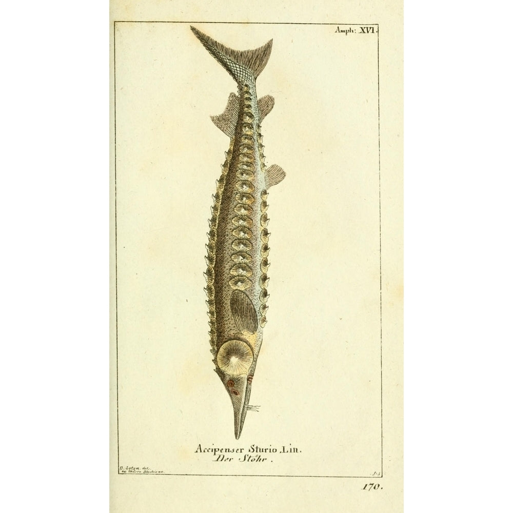 Naturgeschichte des Thierreichs 1780 European Sea Sturgeon Poster Print by Daniel Sotzmann Image 2