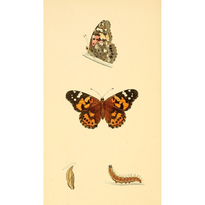 History of British Butterflies 1853 Painted Lady Poster Print by Unknown Image 2