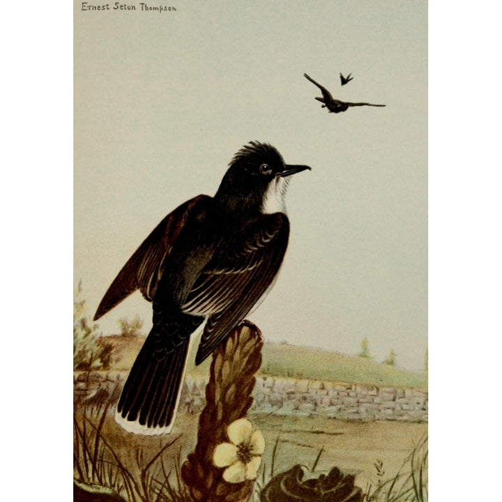 Bird Life 1901 Kingbird Poster Print by Ernest T. Seton Image 2