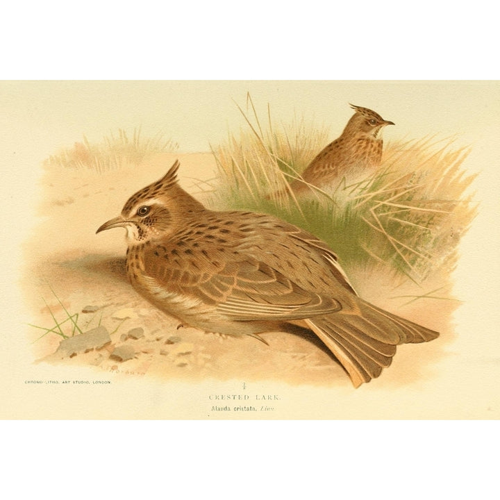 Birds of the British Islands 1885 Lark Crested Poster Print by Archibald Thorburn Image 2