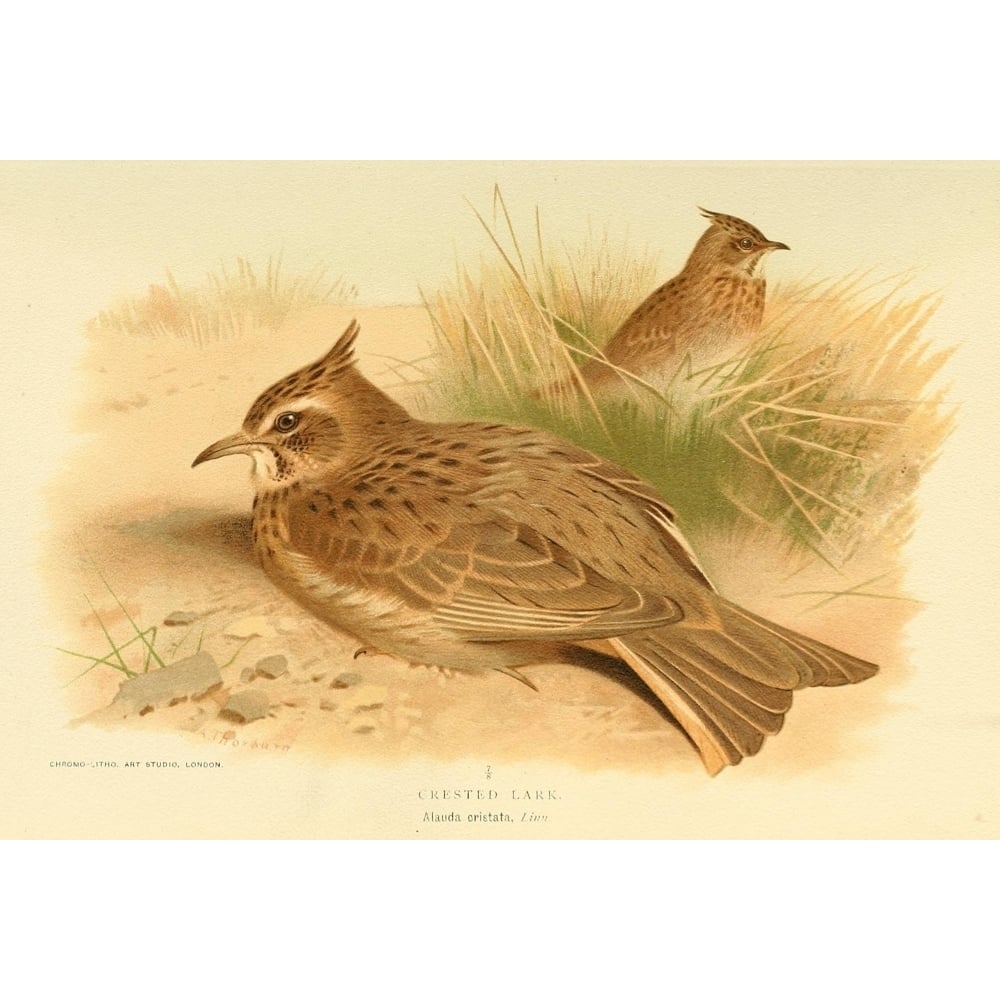 Birds of the British Islands 1885 Lark Crested Poster Print by Archibald Thorburn Image 1