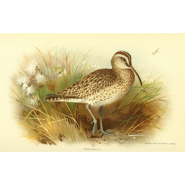 Birds of the British Islands 1885 Whimbrel Poster Print by Archibald Thorburn Image 1