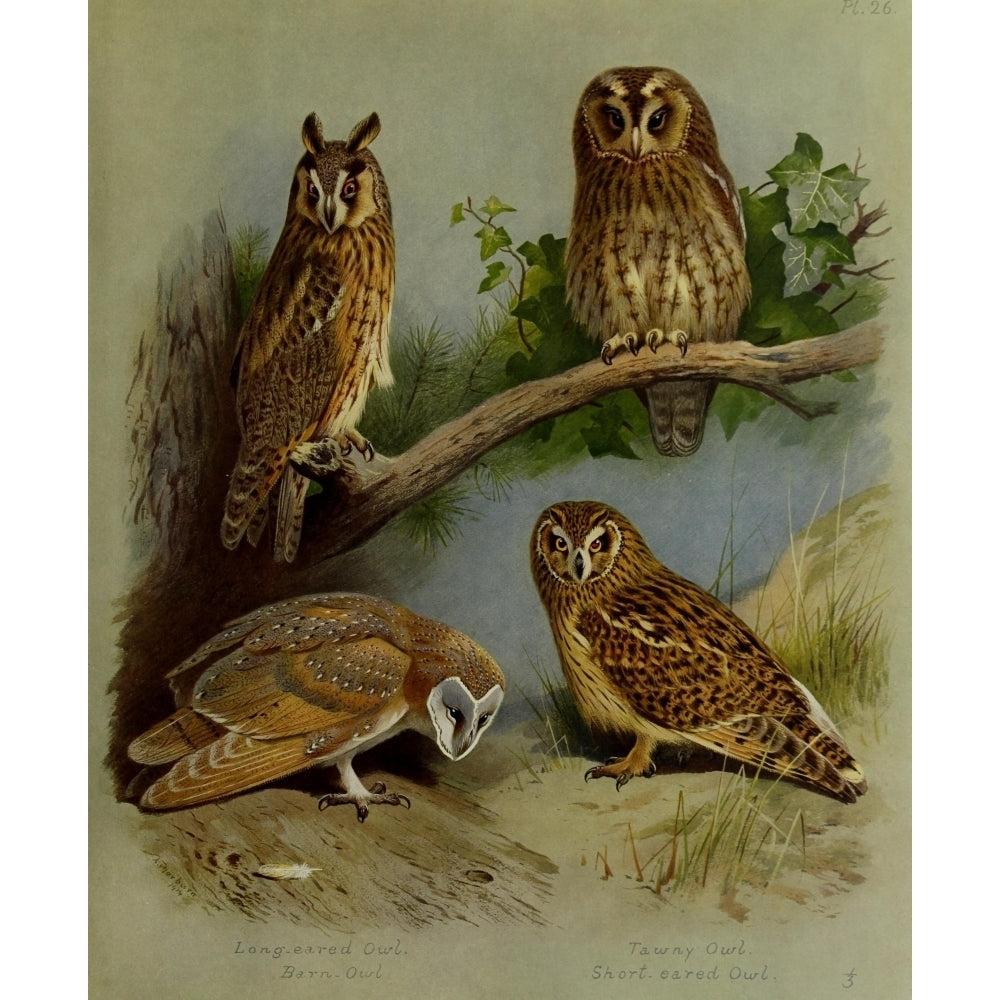 British Birds 1915 Owls 1 Poster Print by Archibald Thorburn Image 1