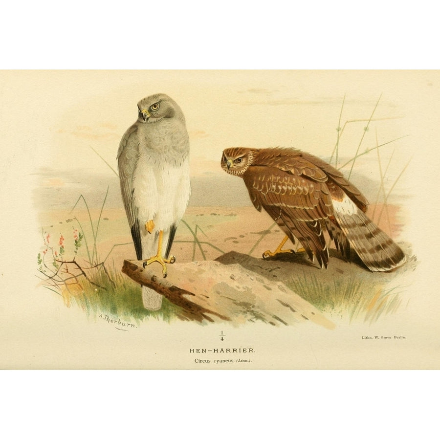 Birds of the British Islands 1885 Harrier Hen Poster Print by Archibald Thorburn Image 1