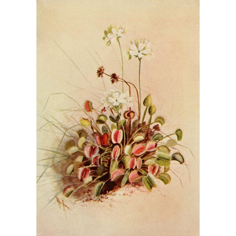 Guide to the Wild Flowers 1899 Venus Fly-trap Poster Print by Ellis Rowan Image 1