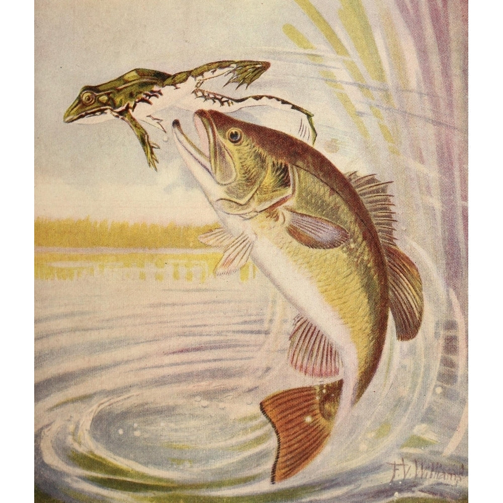 Rod and Gun in Canada 1916-22 Bass leaping for frog Poster Print by F.V. Williams Image 1