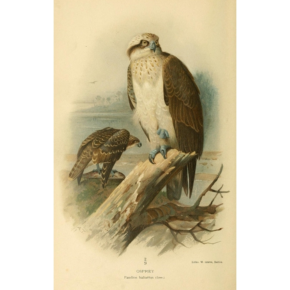 Birds of the British Islands 1885 Osprey Poster Print by Archibald Thorburn Image 2