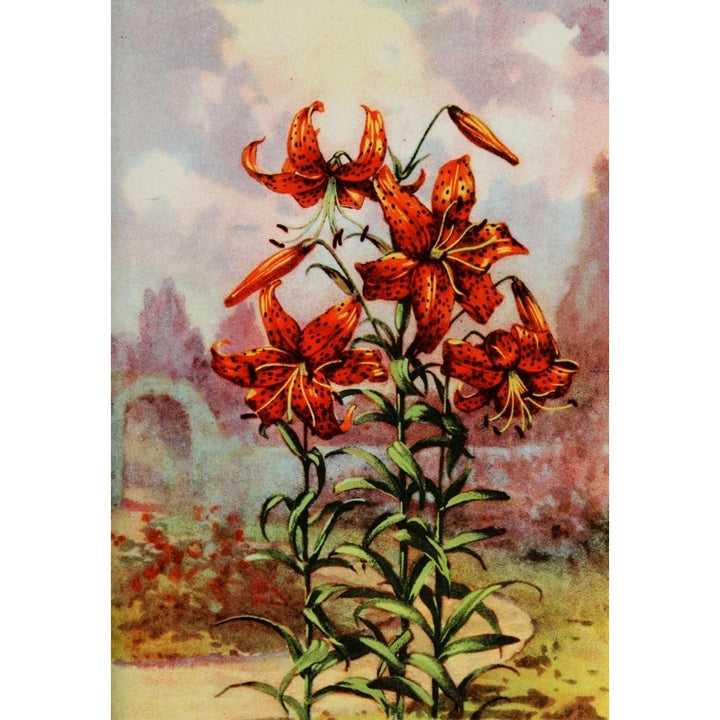 Garden Flowers 1926 Tiger Lily Poster Print by Myron Van Brunt Image 1