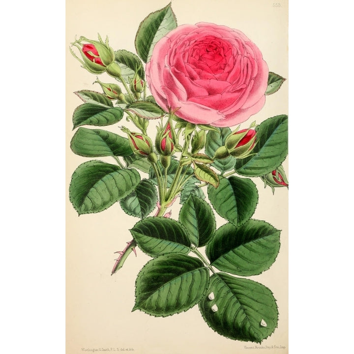 The Floral Magazine 1869 Hybrid Climber Princess Louise Victoria Poster Print by Worthington G. Smith Image 1