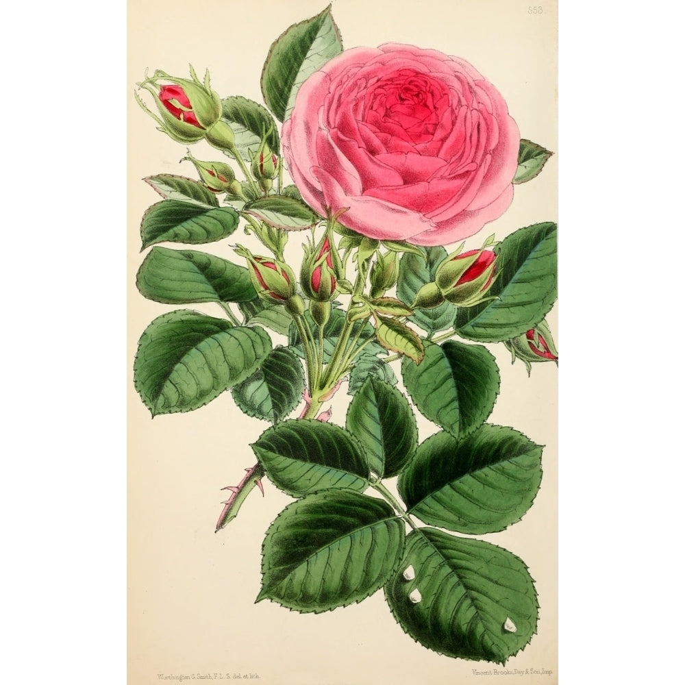 The Floral Magazine 1869 Hybrid Climber Princess Louise Victoria Poster Print by Worthington G. Smith Image 2