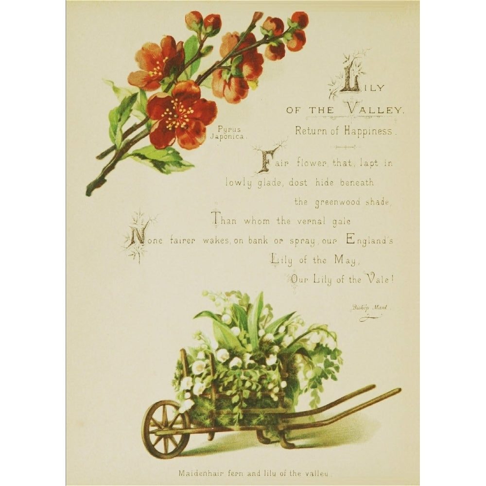 Artistic Language of Flowers 1888 Lily of the Valley Poster Print by Unknown Image 1