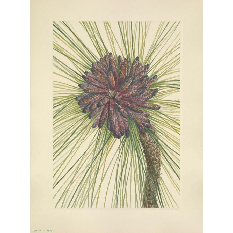 N. American Wild Flowers 1925 Longleaf Pine Poster Print by Mary V. Walcott Image 1