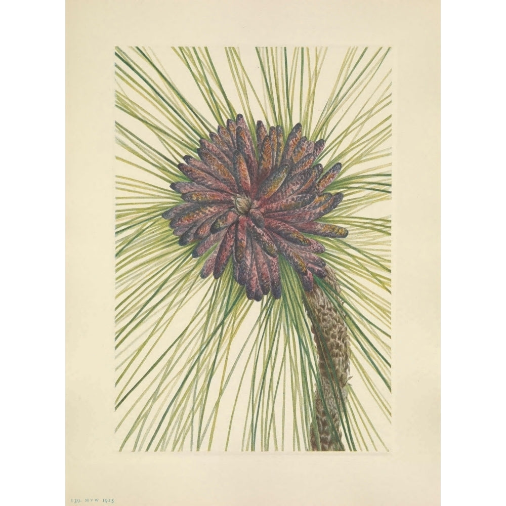 N. American Wild Flowers 1925 Longleaf Pine Poster Print by Mary V. Walcott Image 2