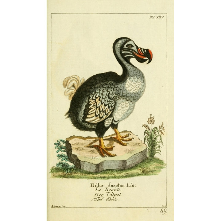 Naturgeschichte des Thierreichs 1780 Dodo Poster Print by Daniel Sotzmann Image 1