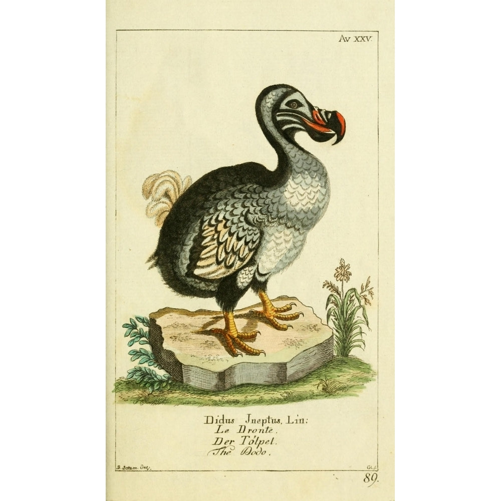 Naturgeschichte des Thierreichs 1780 Dodo Poster Print by Daniel Sotzmann Image 2