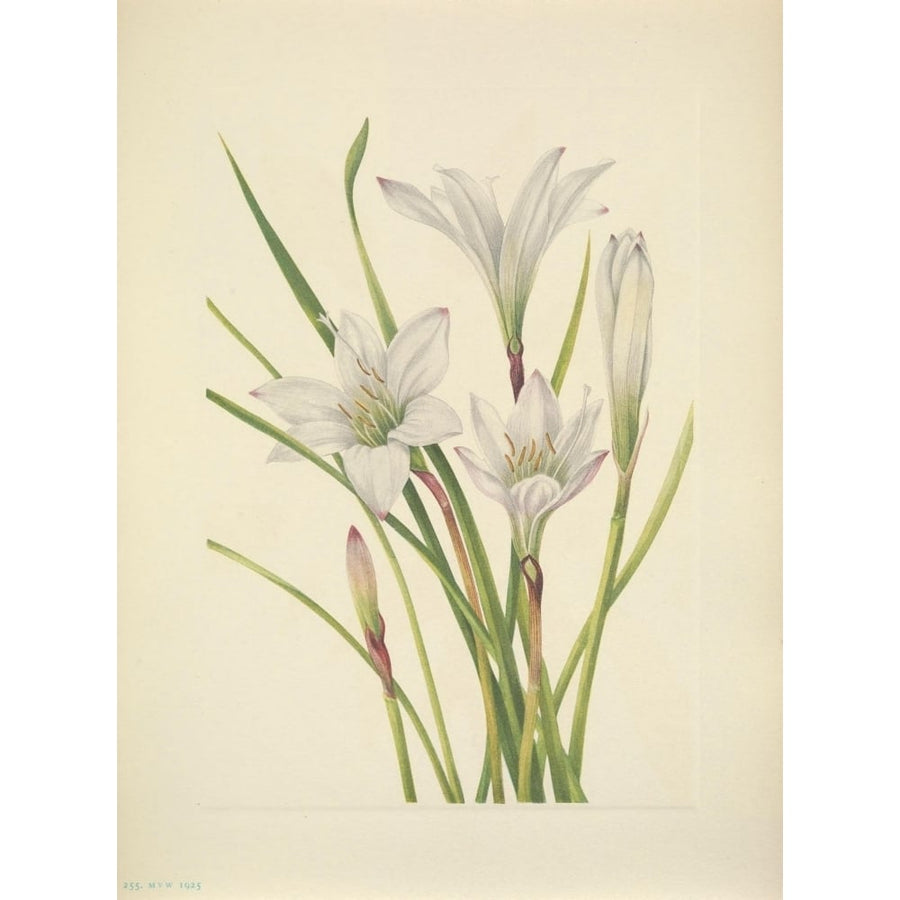 N. American Wild Flowers 1925 Atamasco Lily Poster Print by Mary V. Walcott Image 1