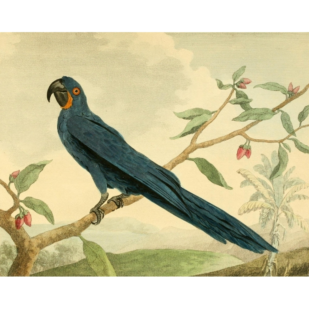 Musei Leveriani 1792 Hyacinth Macaw Poster Print by Charles R. Ryley Image 2