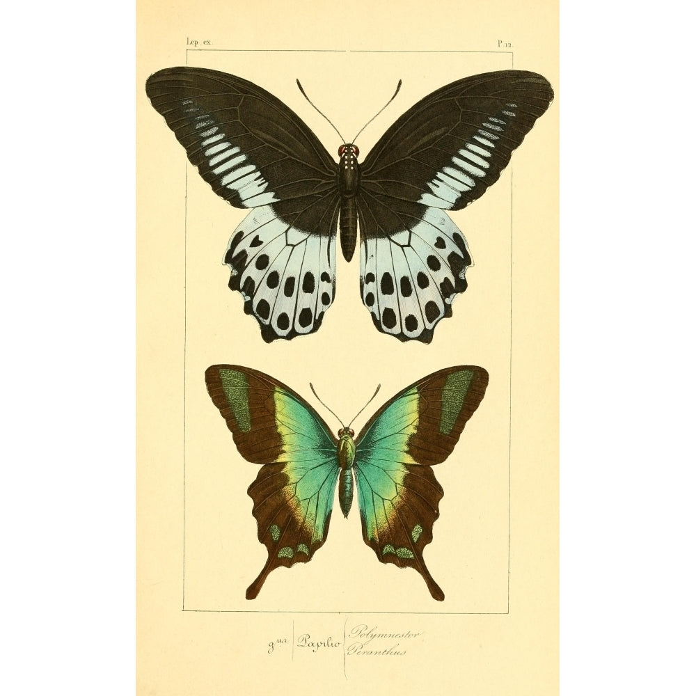 Histoire Naturelle des L_pidopt res Exotiques 1845 Polymnestor Poster Print by P. Pauquet Image 2