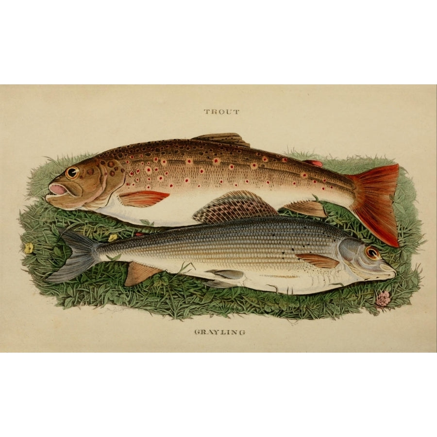 The Fly-fishers Entomology 1839 Trout and Grayling Poster Print by Unknown Image 1