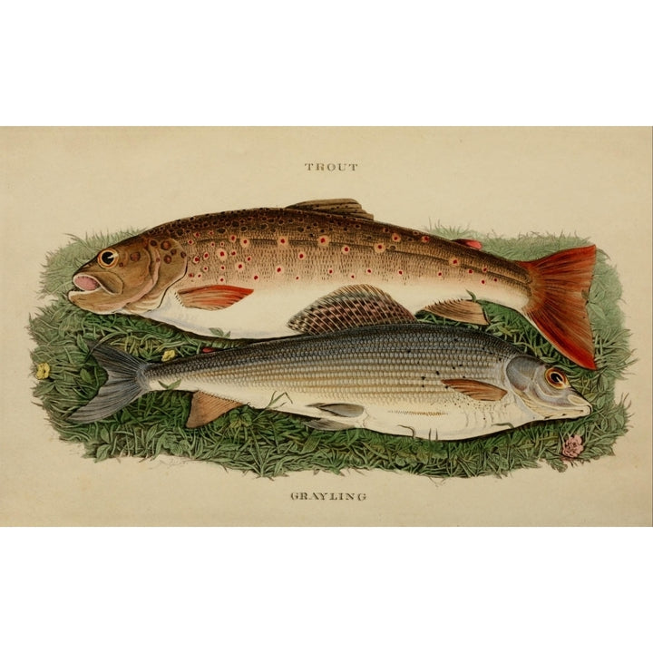 The Fly-fishers Entomology 1839 Trout and Grayling Poster Print by Unknown Image 2