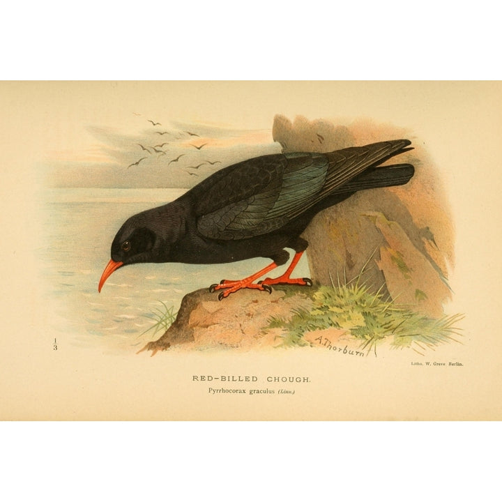 Birds of the British Islands 1885 Chough Red-billed Poster Print by Archibald Thorburn Image 1