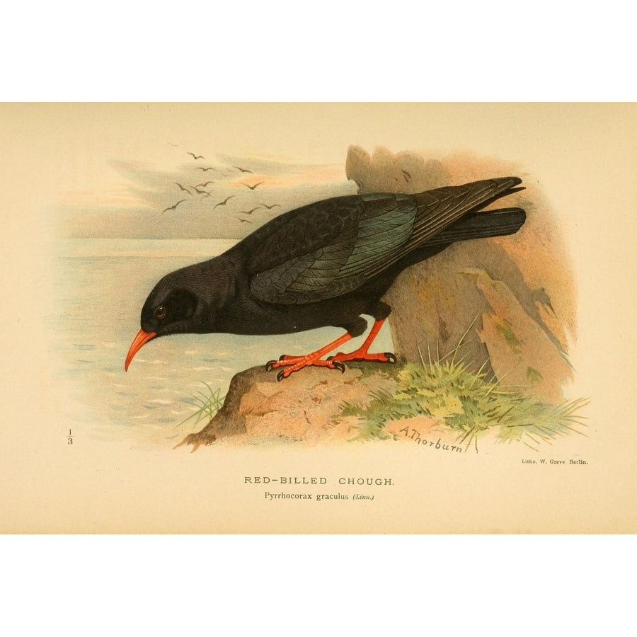 Birds of the British Islands 1885 Chough Red-billed Poster Print by Archibald Thorburn Image 1